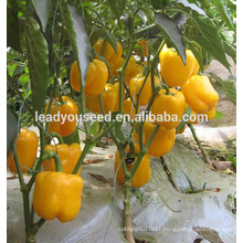 MSP20 HG hybrid light f1 hybrid yellow sweet pepper seeds for sales